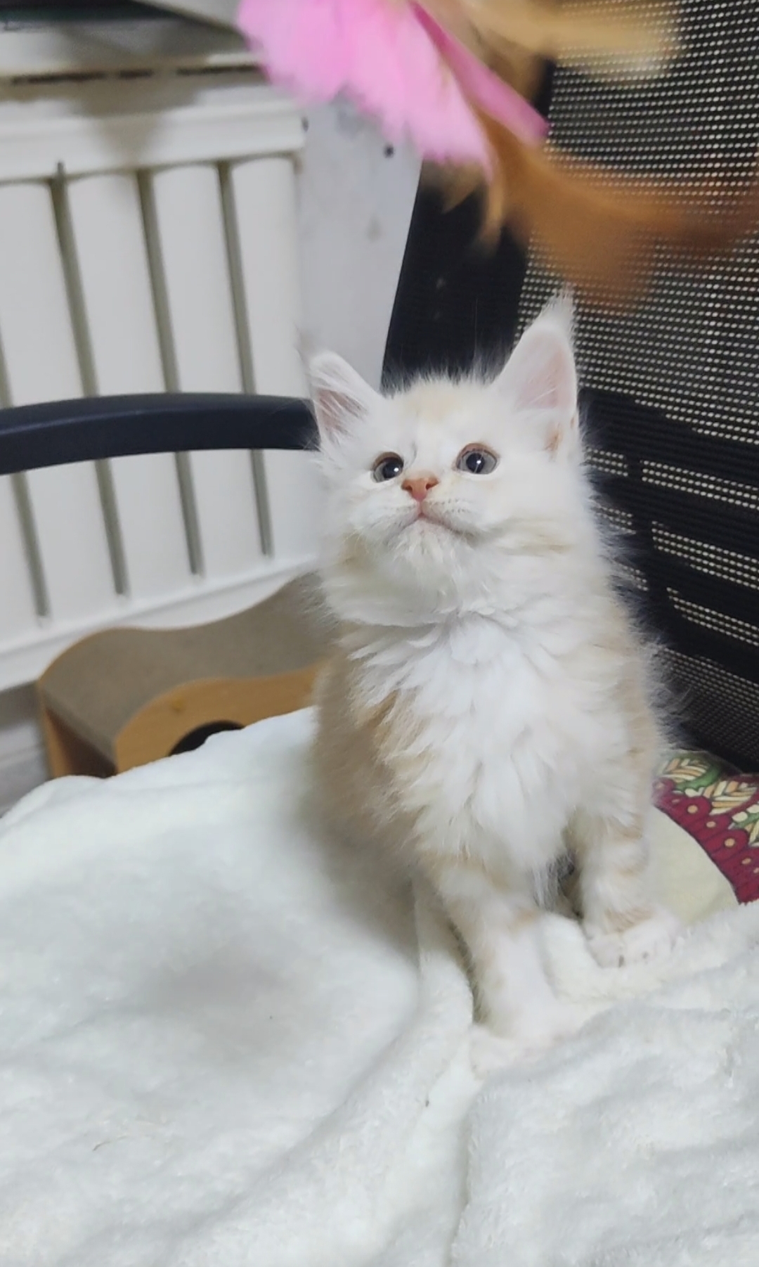 爱宠🐾